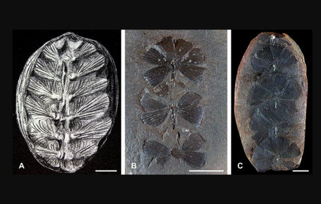 Скам'янілість, яку 20 років вважали рослиною, виявилася маленькою черепахою