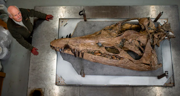 У Великій Британії відкопали череп пліозавра юрського періоду