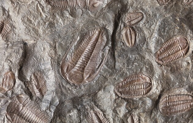 Изображение иллюстративное