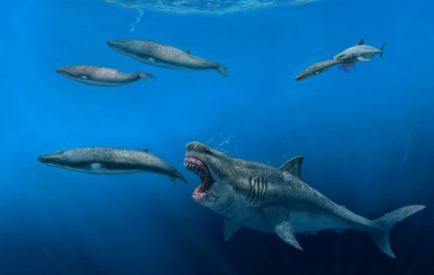 Впервые в истории: ученые обнаружили зуб мегалодона на океанском дне