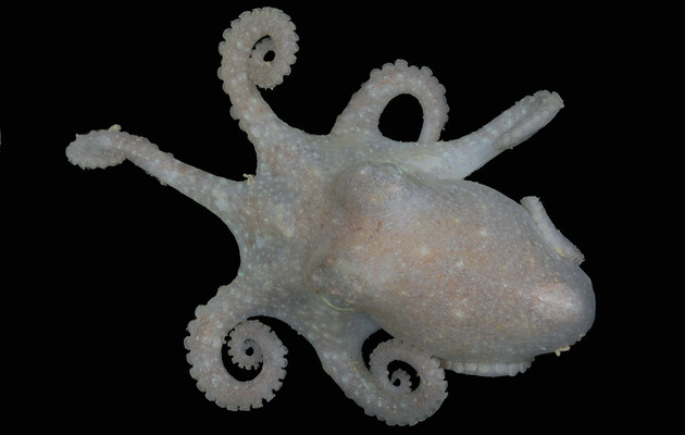 Геноми восьминогів Туркета містять ключ до розгадки історії антарктичного льодовикового щита