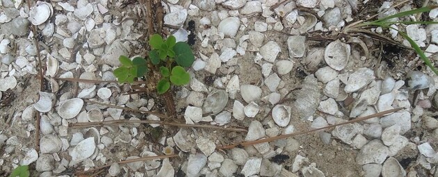 Ракушки «самбаки» в Бразилии