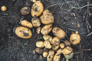 Идут на рекорд: в Украине выросли цены на картофель