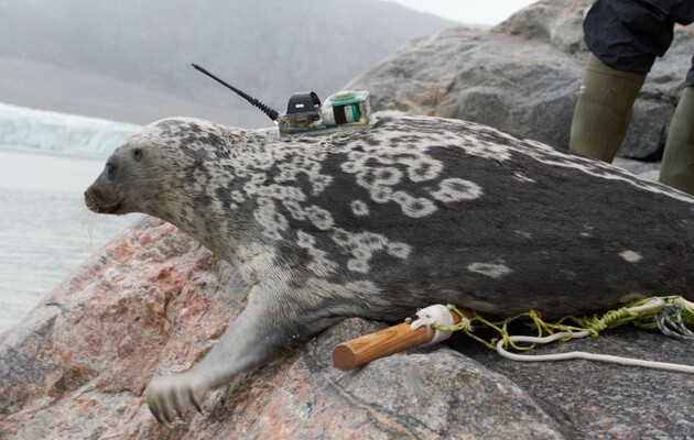 В Арктике нашли новый «особенный» вид тюленей