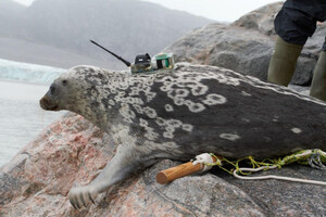 В Арктике нашли новый «особенный» вид тюленей