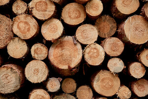 Госагентство лесных ресурсов Украины блокирует экспорт древесины на границе для коррупционной составляющей
