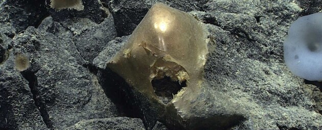 Ученые нашли на дне океана «золотой шар» и не знают, что это такое