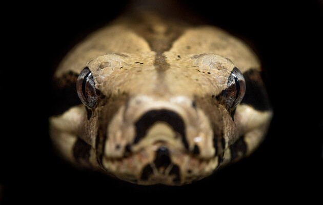 Удав звичайний (Boa constrictor) – один із найшвидших нападників серед змій.