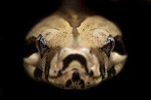 Скорость нападения змей научились прогнозировать по форме их зубов