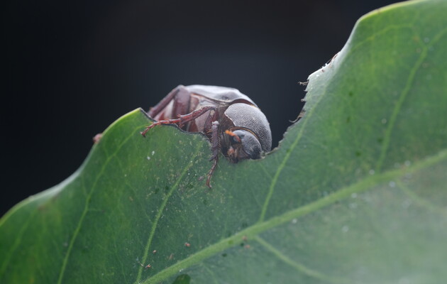 Біологічний годинник жуків слідує 48-годинному ритму