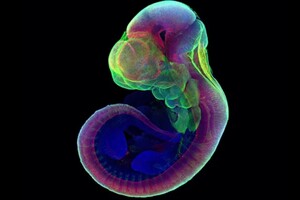 Развитие эмбрионов связали с вирусной инфекцией возрастом 500 миллионов лет