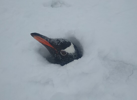 Вчені побоюються масової загибелі пінгвінів від грипу