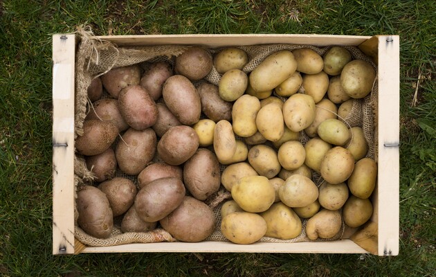 Дорожче, ніж торік: як змінилися ціни на картоплю