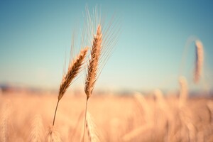 Ограничение экспорта зерна в ЕС не повлияет существенно на экономику Украины: Украинская зерновая ассоциация