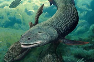 Дышала воздухом: ученые обнаружили доисторическую рыбу с клыками и четырьмя «ногами»