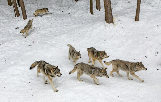 Крысиный яд угрожает популяции волков в Италии – исследование