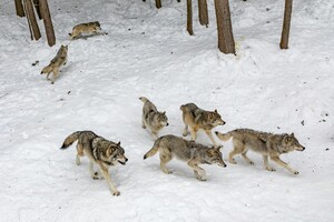 Щуряча отрута загрожує популяції вовків у Італії – дослідження