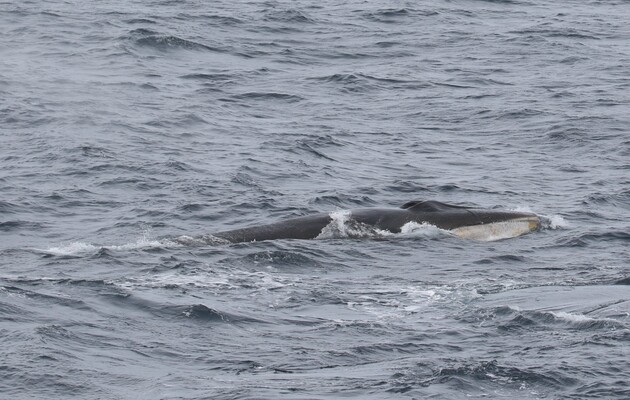 Ученые заметили соблюдение традиций китами