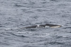 Ученые заметили у китов способность следовать традициям