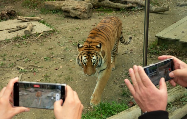 Тигр у зоопарку здатний розрізнити голоси людей, які його доглядають, і відвідувачів, випливає з нового наукового дослідження.