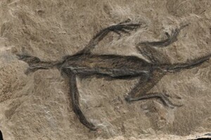Вченим вдалося розкрити майже столітню таємницю стародавньої викопної тварини