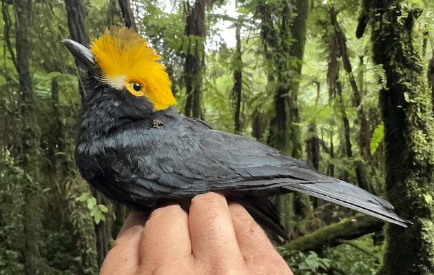 Вчені вперше сфотографували пташку Prionops alberti: цей вид вважався втраченим