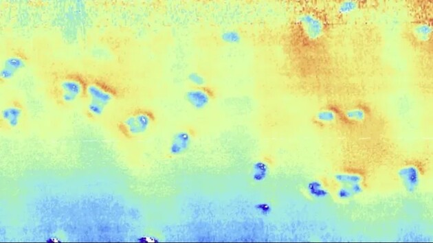 Дыры на дне моря оказались связаны с деятельностью морских свиней