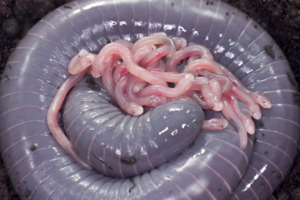 Виявлено амфібію, яка годує "молоком" своїх дітей, вилуплених із яєць