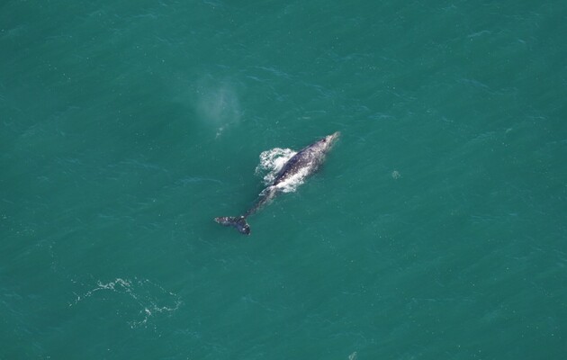 В Атлантике заметили серого кита, вид исчез из этих вод 200 лет назад