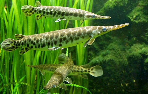 Риби гари майже не змінилися за мільйони років еволюції