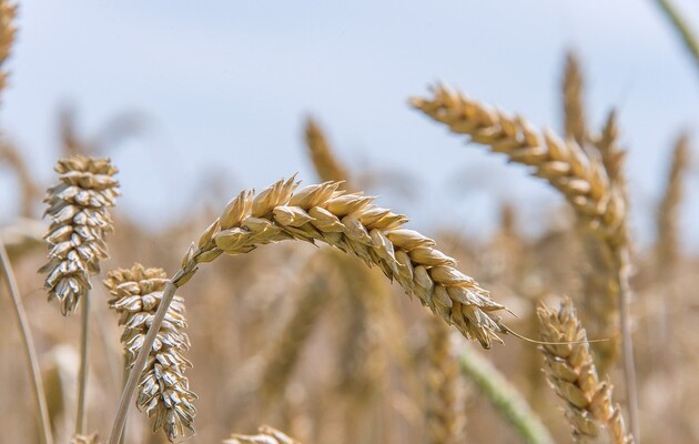 Еврокомиссия предлагает Украине соглашение о зерновых – потери достигнут $1 миллиарда