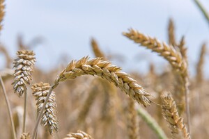 Еврокомиссия предлагает Украине соглашение о зерновых – потери достигнут $1 миллиарда