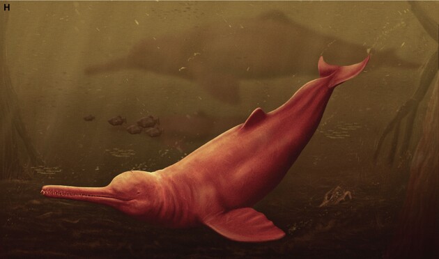 Палеонтологи знайшли в Перу череп величезного стародавнього річкового дельфіна