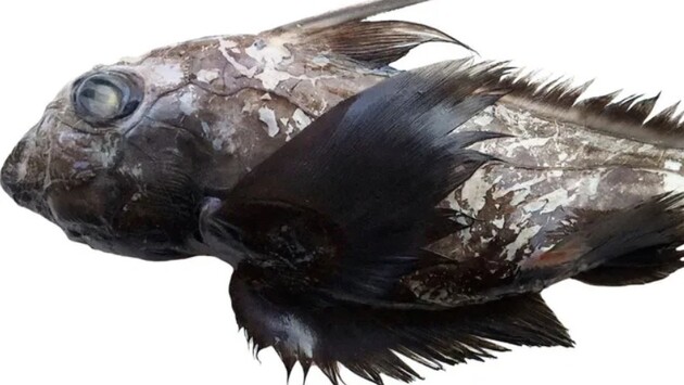 Новий вид знайшли біля узбережжя Таїланду