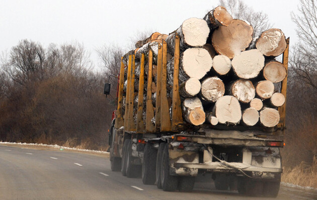 Журналисты выяснили, как белорусская древесина в обход санкций попадает в ЕС