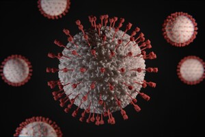Люди передають іншим тваринам більше вірусів, ніж ми інфікуємося від них – вчені