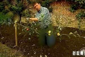 Північнокорейське телебачення заблюрило джинси британського ведучого шоу про садівництво