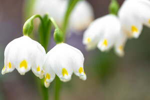 «Ландиш»: як називати весняні квіти українською
