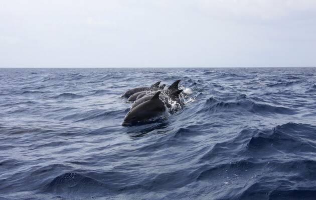  З початку війни в Чорному морі загинуло 50 тисяч дельфінів – екологи