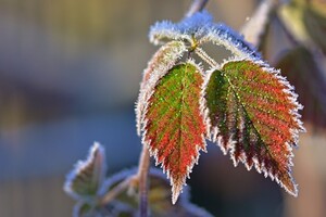 Похолодание и заморозки: синоптик предупредил об изменении погоды