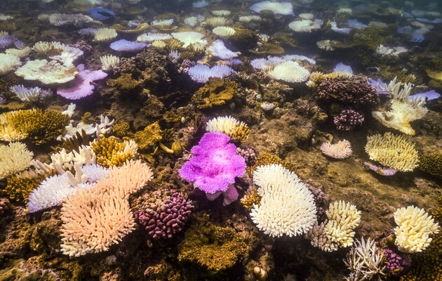 Коралові рифи по всьому світу знебарвлюються — знайдено причину
