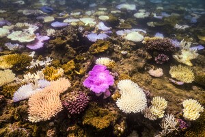 Коралові рифи по всьому світу знебарвлюються — знайдено причину