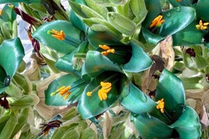«Сапфірова вежа»: унікальна рослина зацвіла вперше за 20 років