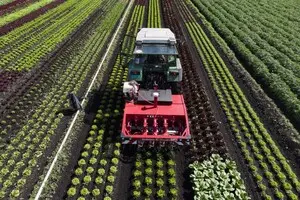 ГМО-фарбування посівів може допомогти у боротьбі з бур'янами – вчені