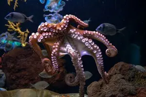 Щупальца осьминога помогли ученым создать эффективные присоски для роботов – видео