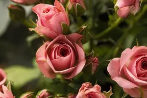 «Роза»: як називати квітку українською