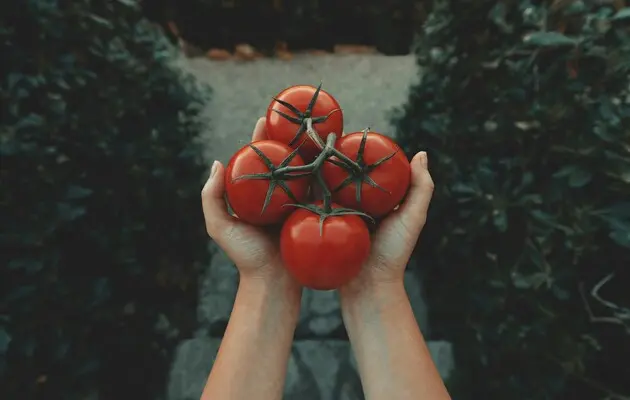 Цены пошли вниз: в Украине подешевели тепличные помидоры