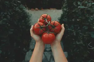 Ціни пішли вниз: в Україні подешевшали тепличні помідори