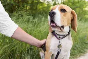 Домашні улюбленці: як убезпечити тварин під час прогулянки