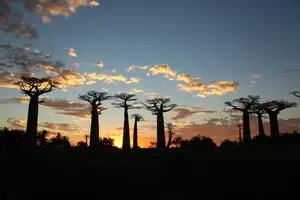 Ученые разгадали происхождение древнего «дерева жизни»